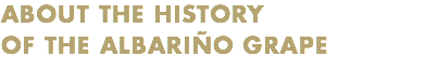 ABOUT THE HISTORY
OF THE ALBARIÑO GRAPE